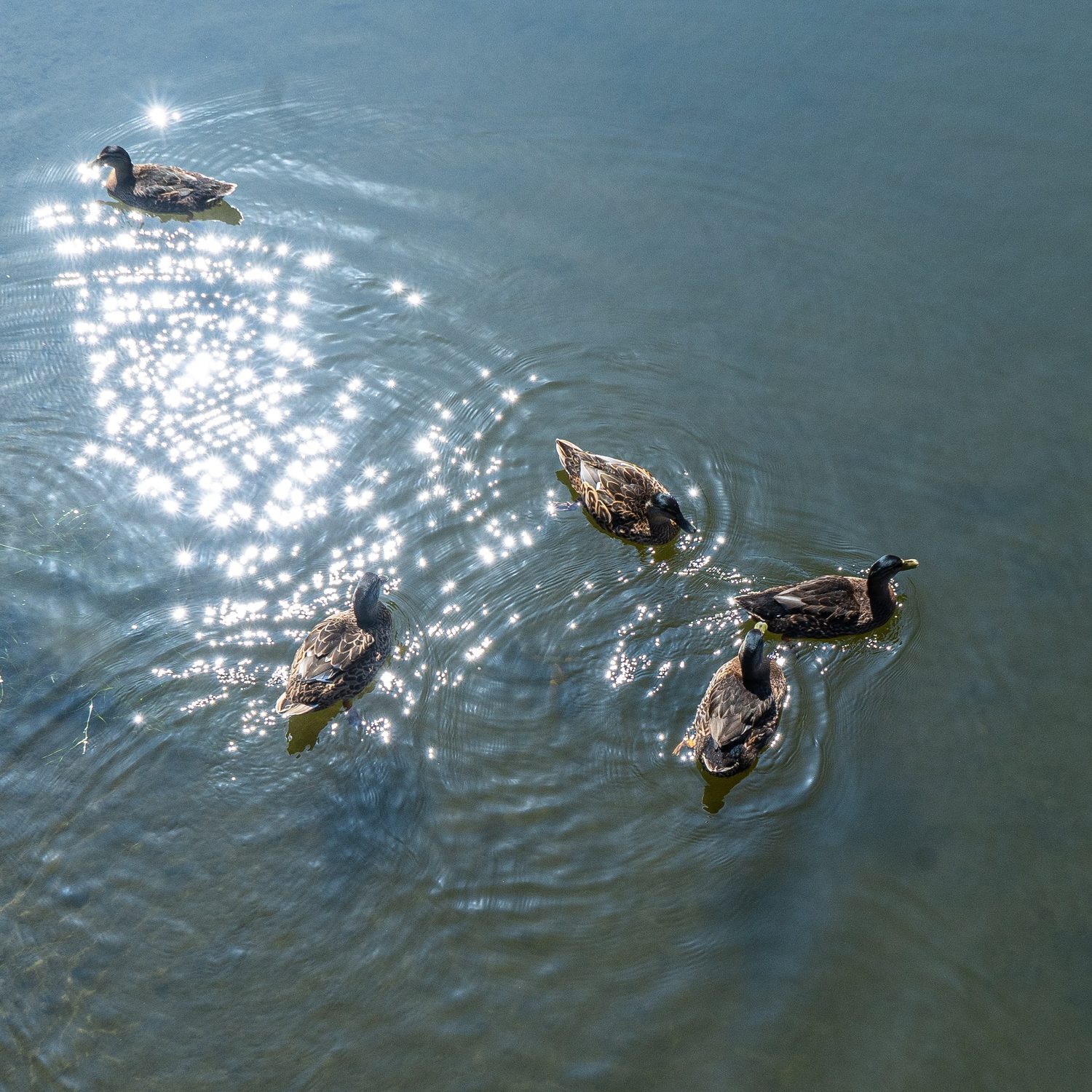 Photograph by David R. Kordus